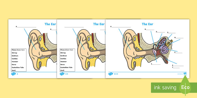 Ear worksheets teacher