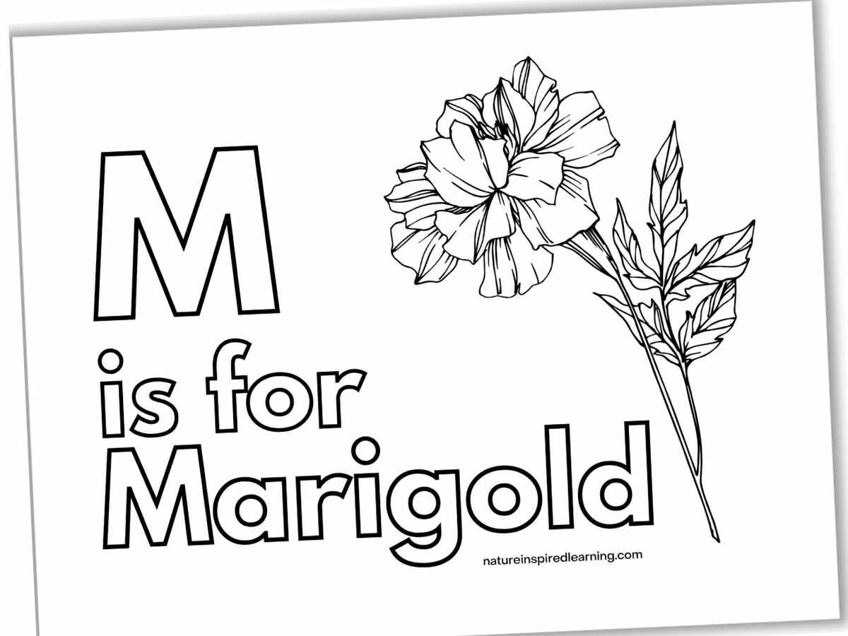 Marigold coloring pages