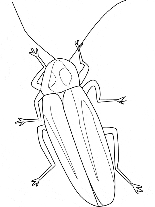 Firefly coloring page