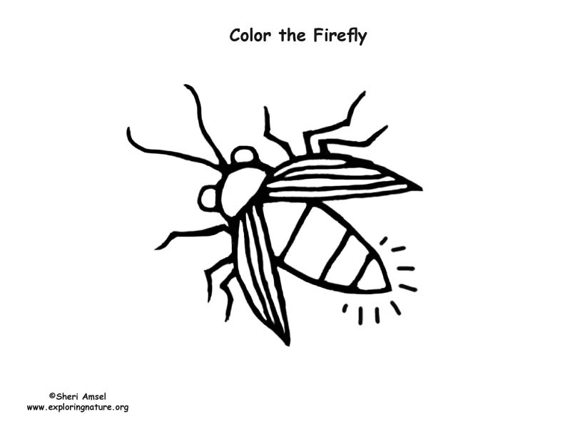 Firefly coloring page