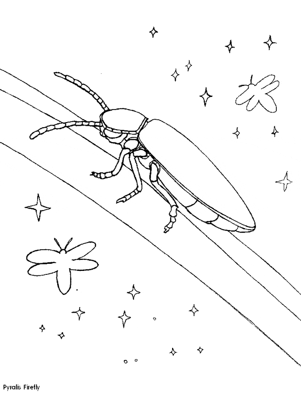 Firefly coloring page