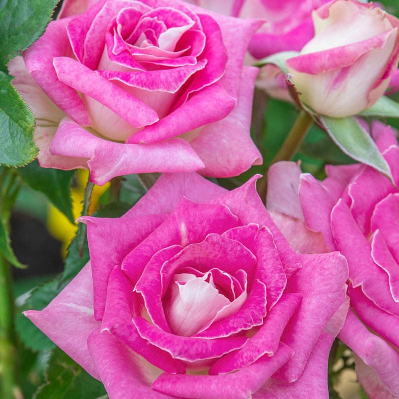 Painted porcelain hybrid tea rose shop roses spring hill nurseries