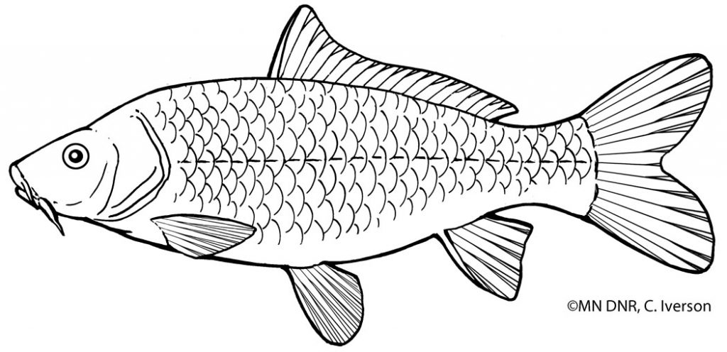 Coloring pages great lakes aquarium