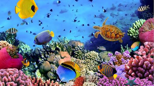 Download Free 100 + fish live wallpaper