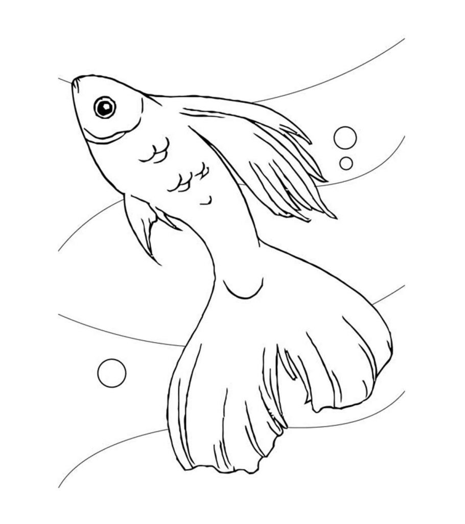 Top free printable koi fish coloring pages online