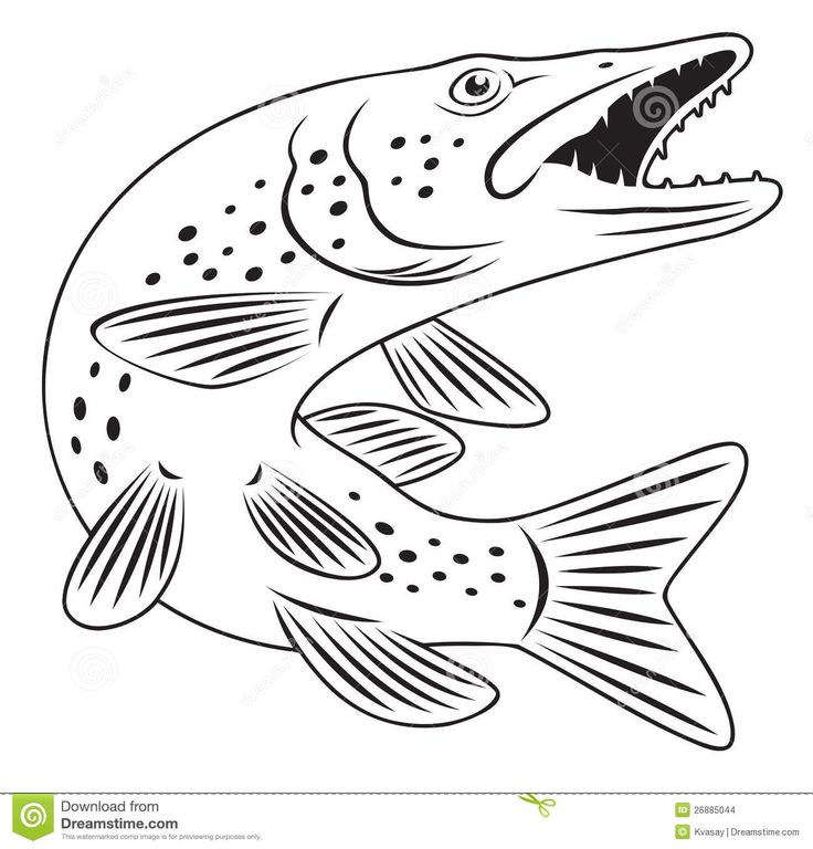 Pike fish fish drawings fish coloring page pike fish