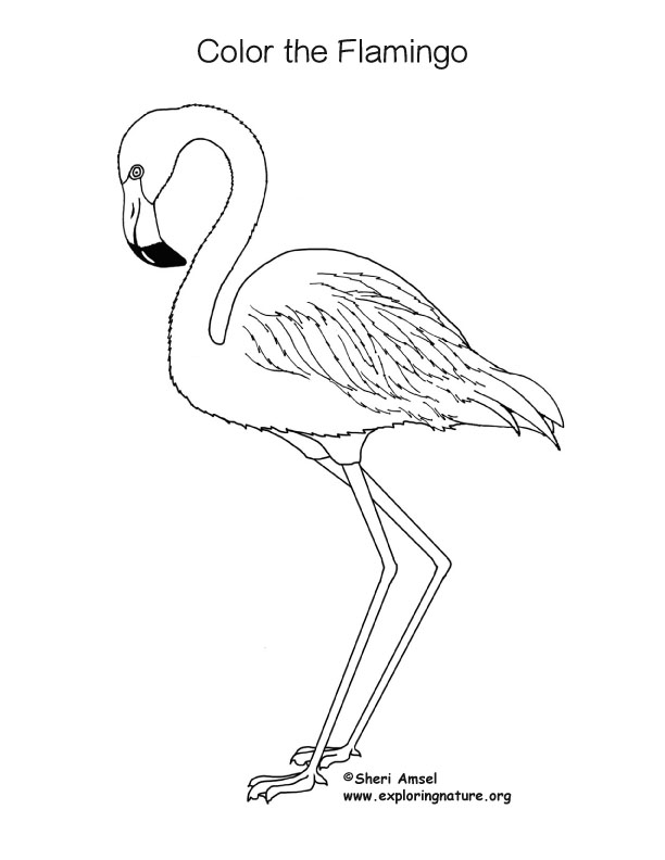 Flamingo coloring page