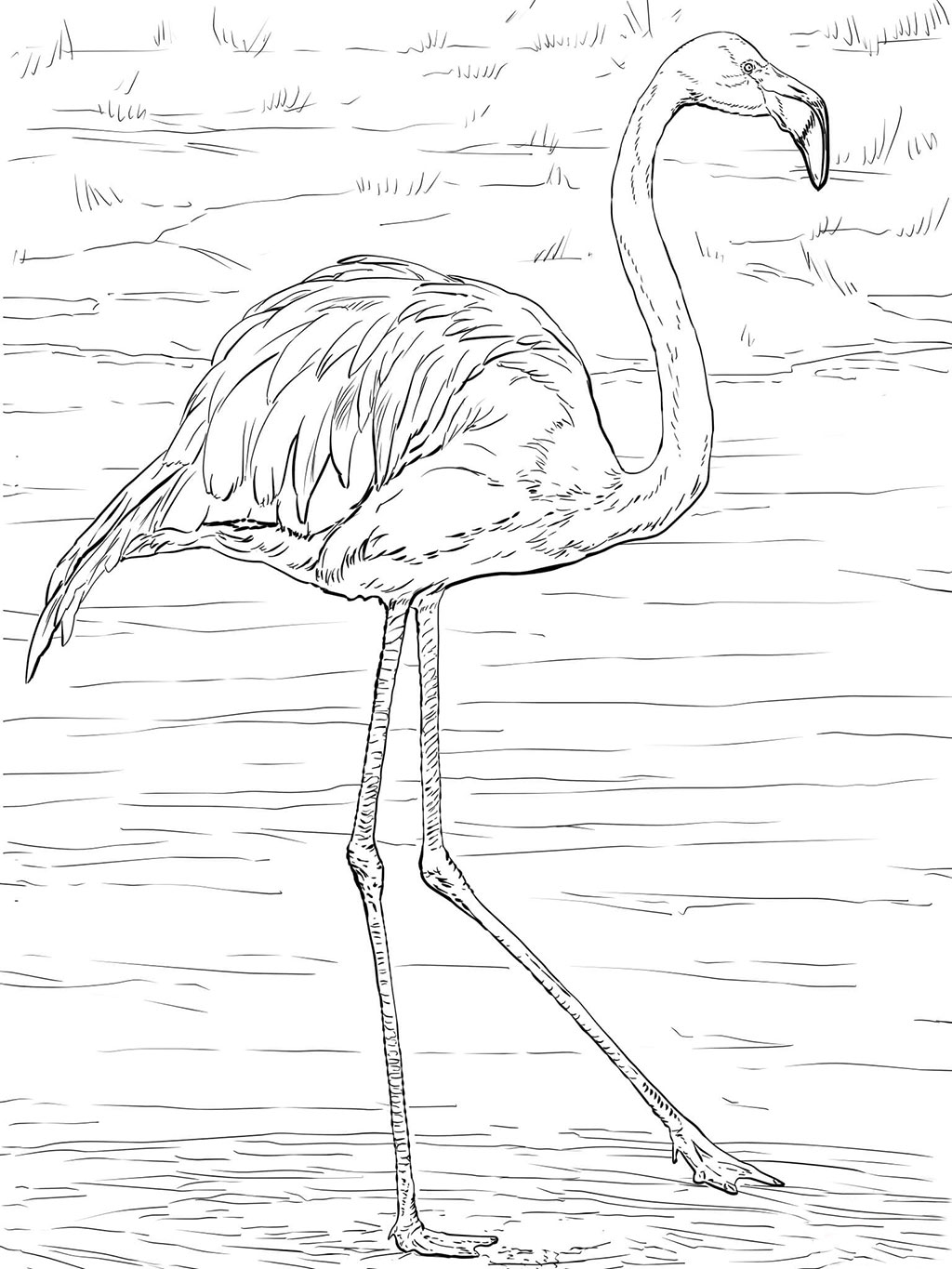 Flamingo coloring pages