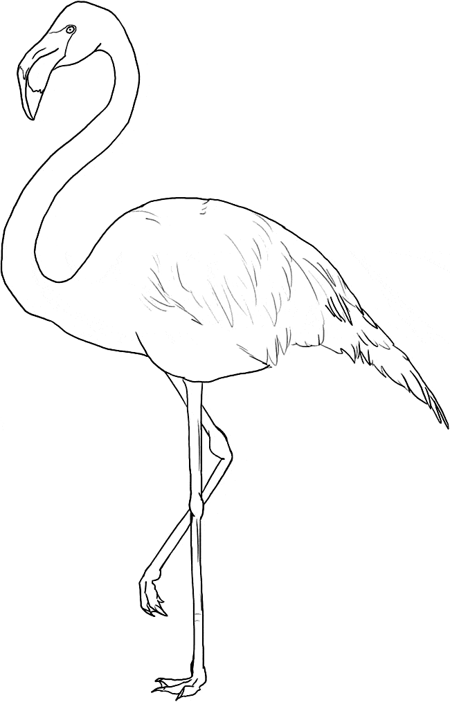 Flamingo coloring page