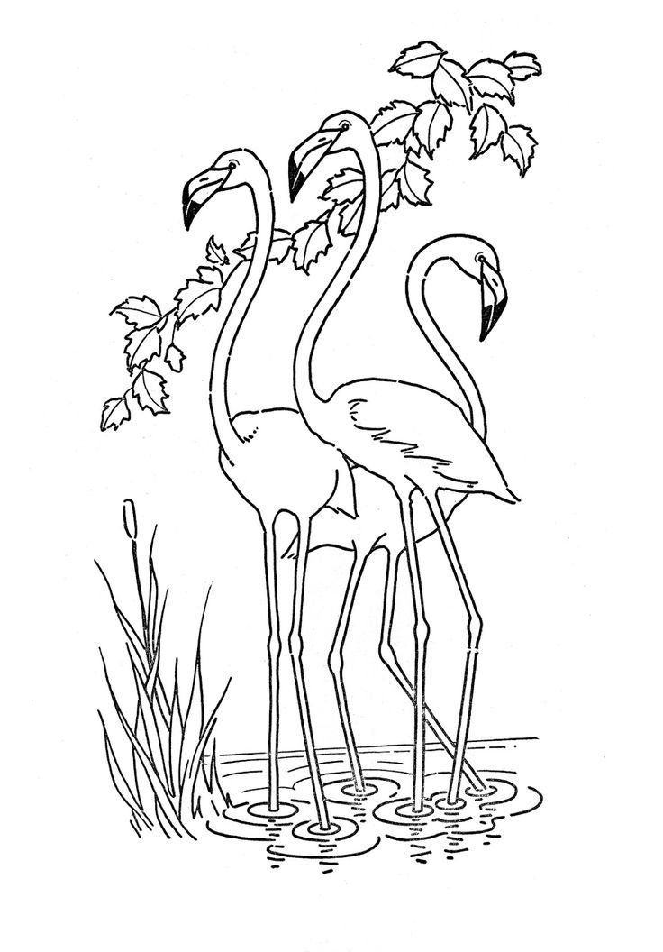 Flamingo coloring pages