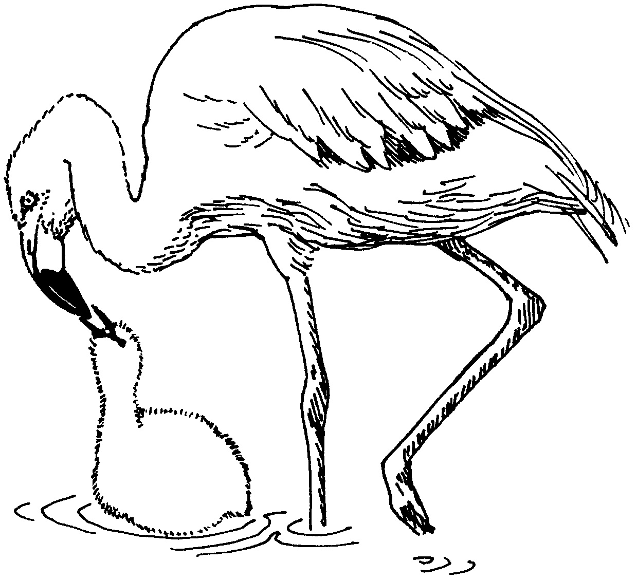 Flamingo coloring pages