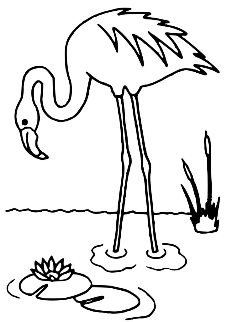 Flamingo coloring pages