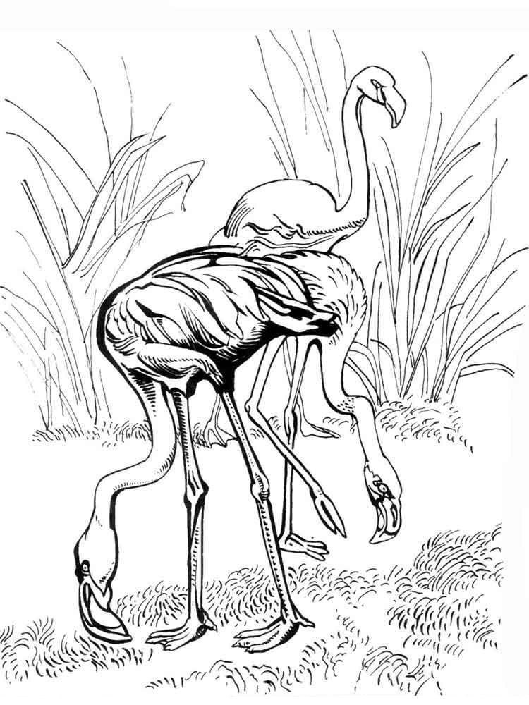 A pair of flamingos on the grass coloring page