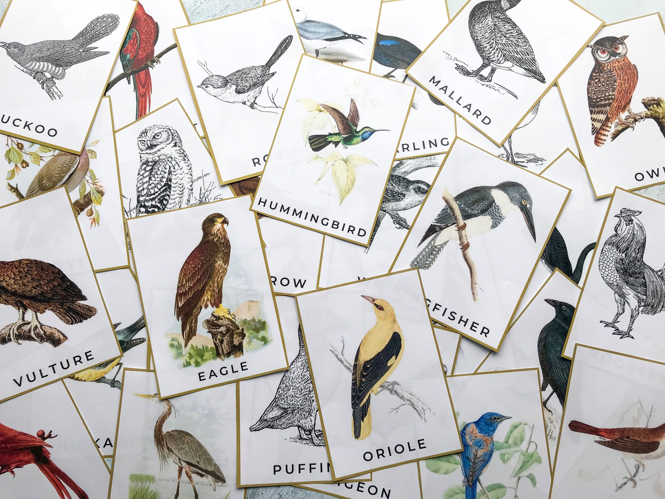 Bird nature study printables