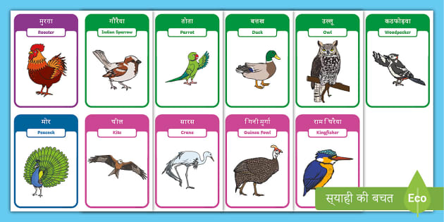 Hindi english birds flashcards in dual language