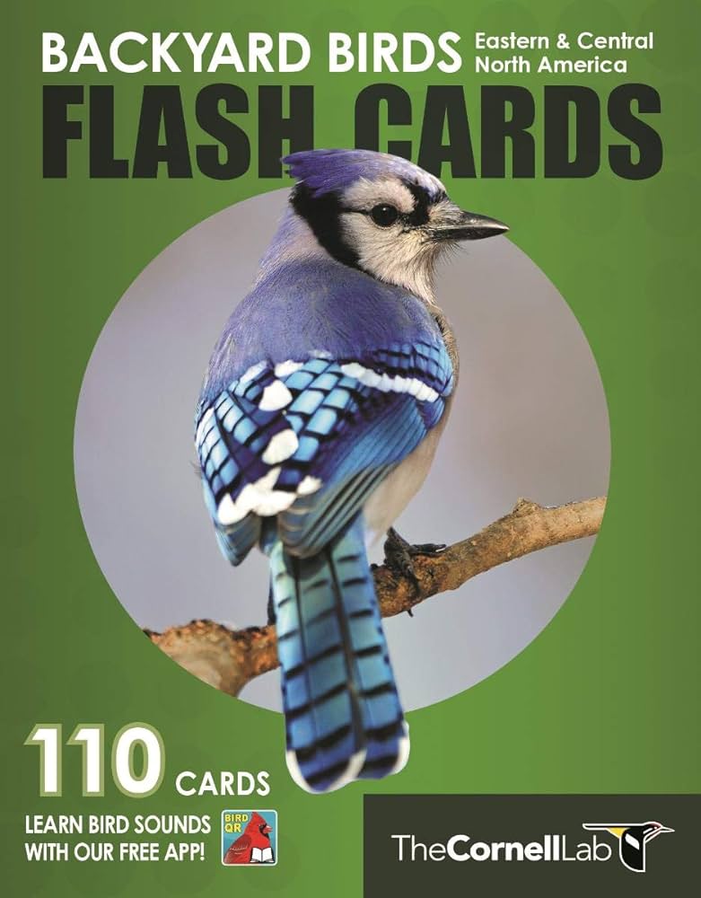 Backyard birds flash cards