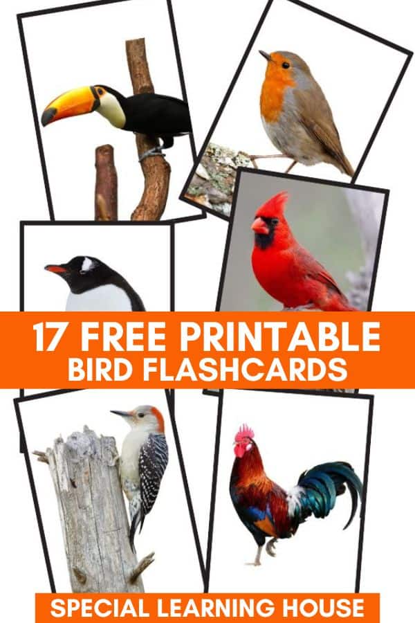 Free printable bird flashcards