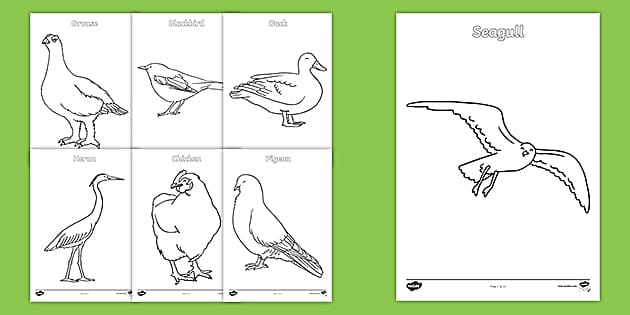 British birds coloring sheets teacher