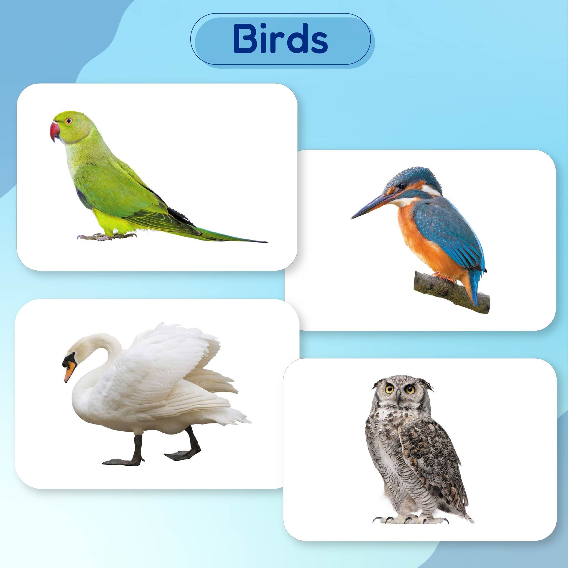 Bird flashcards onle bird flashcards for toddlers â hungry bra