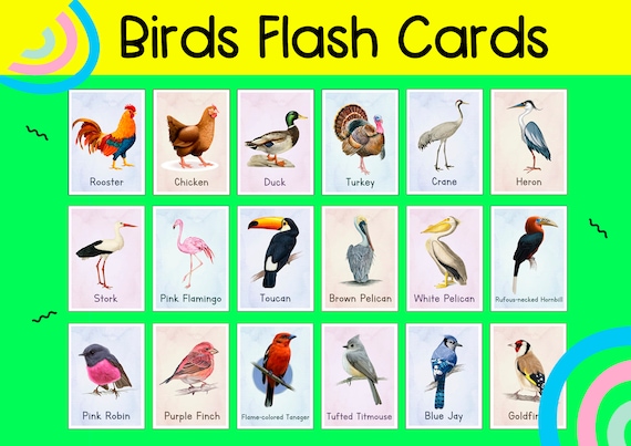 Birds flash cards printable montessori cards nomenclature cards nature study printable educational material montessori materials