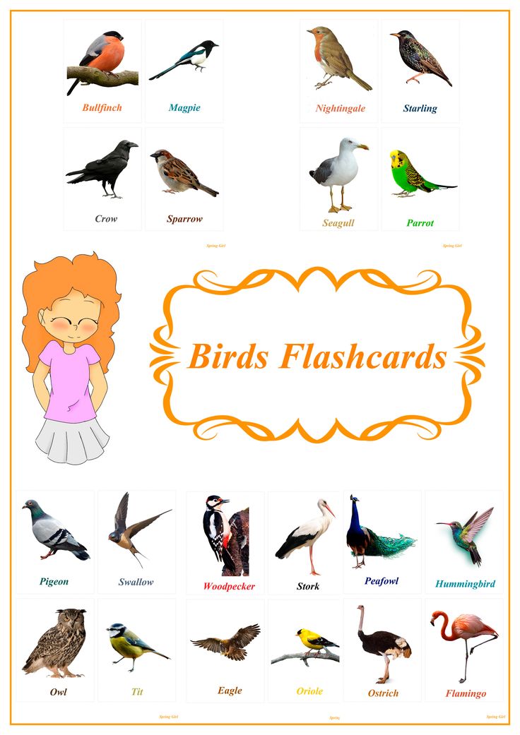 Birds flash cards for kids flashcards kids cards cards