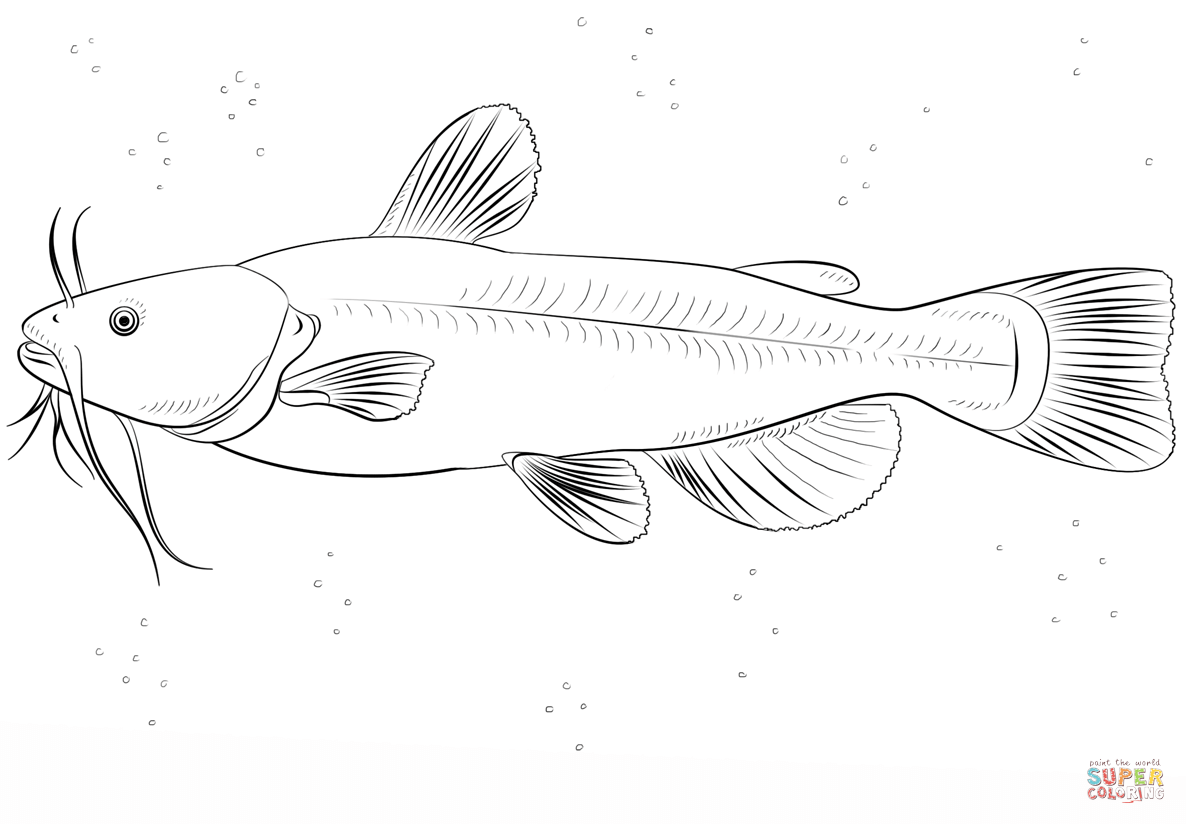 Bullhead catfish coloring page free printable coloring pages