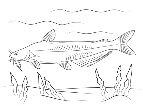 Blue catfish coloring page free printable coloring pages blue catfish fish coloring page free printable coloring pages