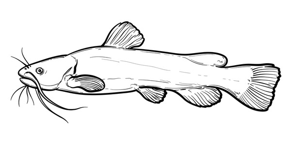 Hundred catfish doodle royalty