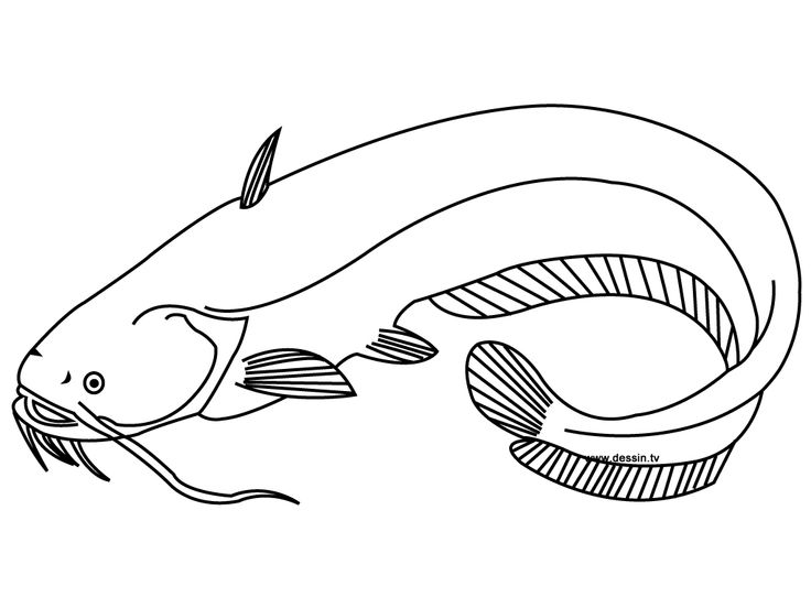 Coloring catfish animal coloring pages coloring pages fish drawings