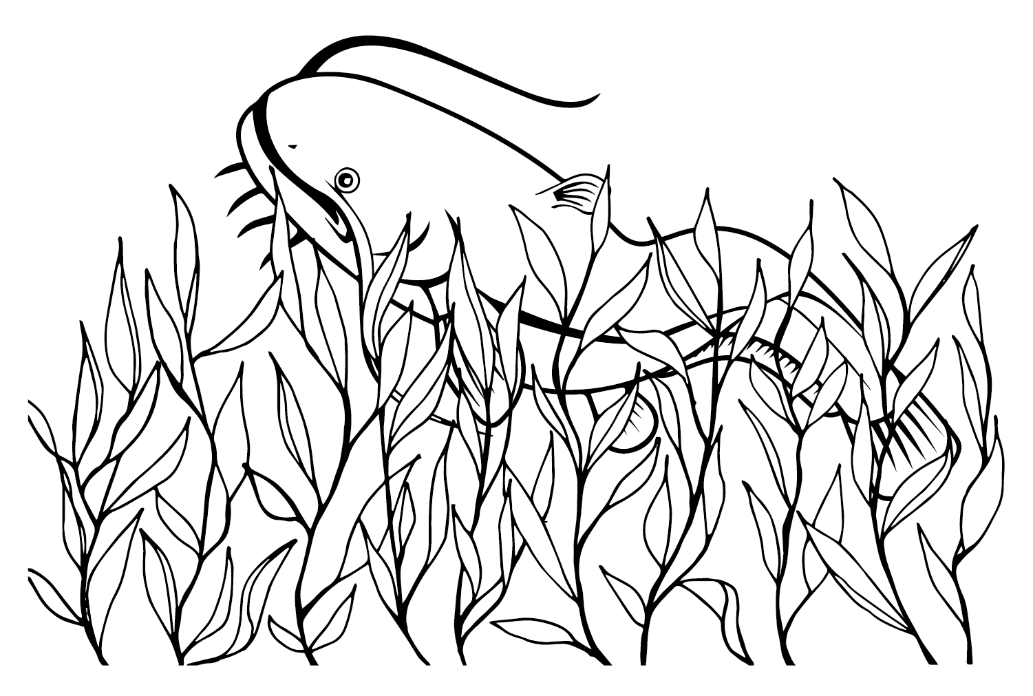 Flathead catfish coloring page