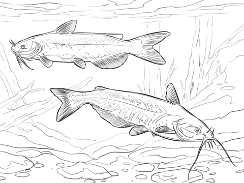 Channel catfishes coloring page free printable coloring pages