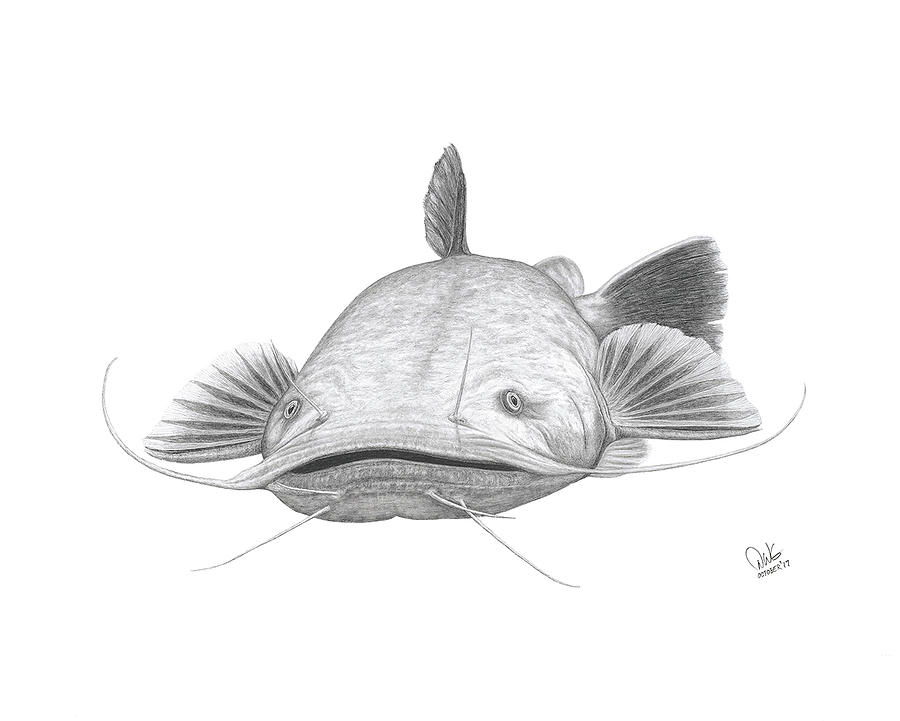 Flathead catfish drawing by david w gillum