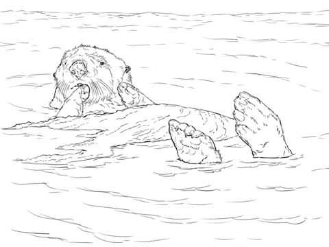 Sea otter floating coloring page loutre de mer coloriage ã imprimer gratuit coloriage