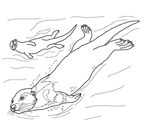 Sea otter coloring page free printable coloring pages