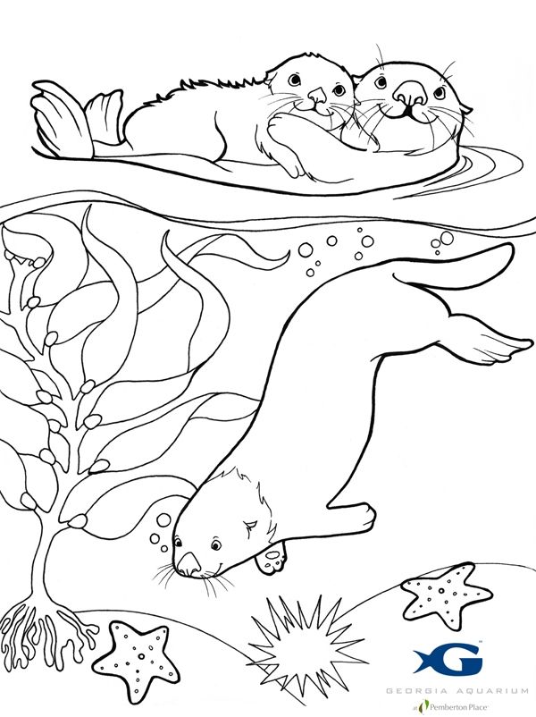 Sea otter coloring pages