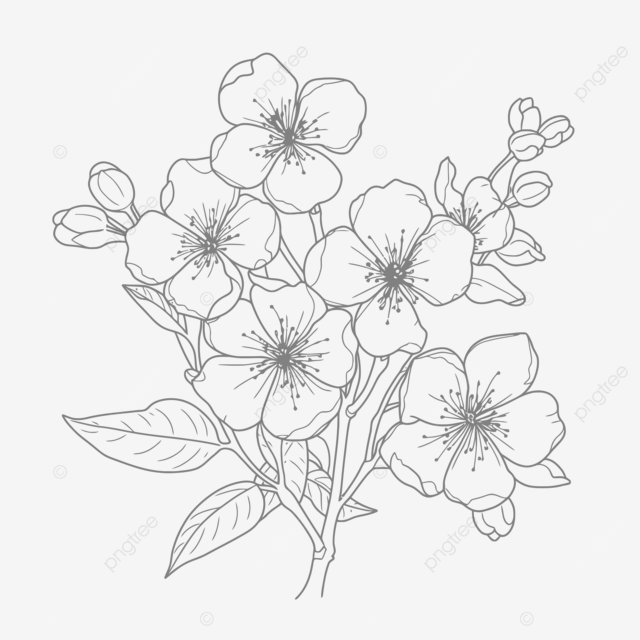 Dibujo de flor manzana para colorear pãgina vector ilustraciãn vectorial boceto contorno png dibujos dibujo de manzana dibujo de ala dibujo de rata png y vector para dcargar gratis