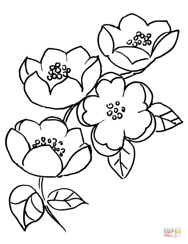 Dibujo de rama con flores del manzano para colorear dibujos para colorear imprimir gratis