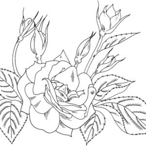 Roses coloring pages printable for free download