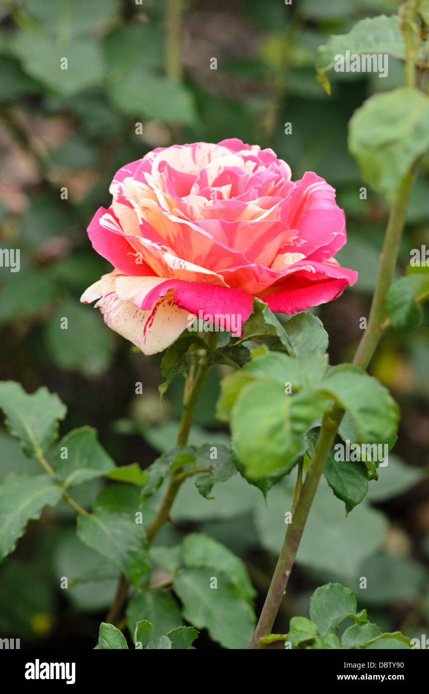 Red floribunda rose hi