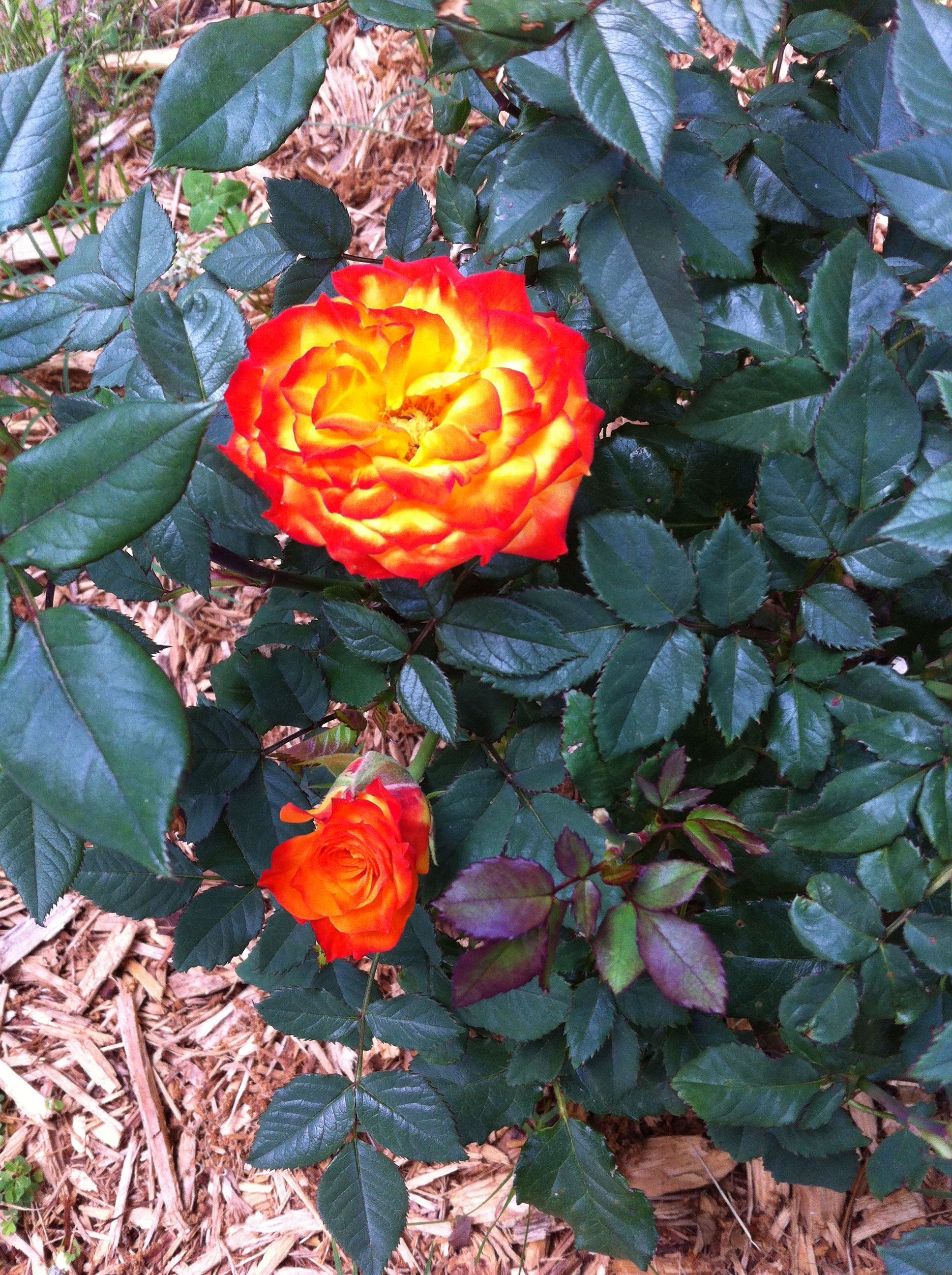 Charisma rose bush blooming love the color of the blooms rose bush bloom plants