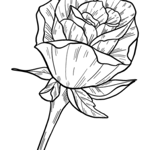 Roses coloring pages printable for free download