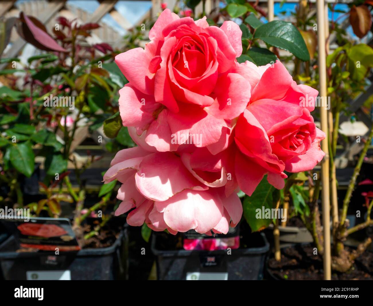 Floribunda bush rose hi