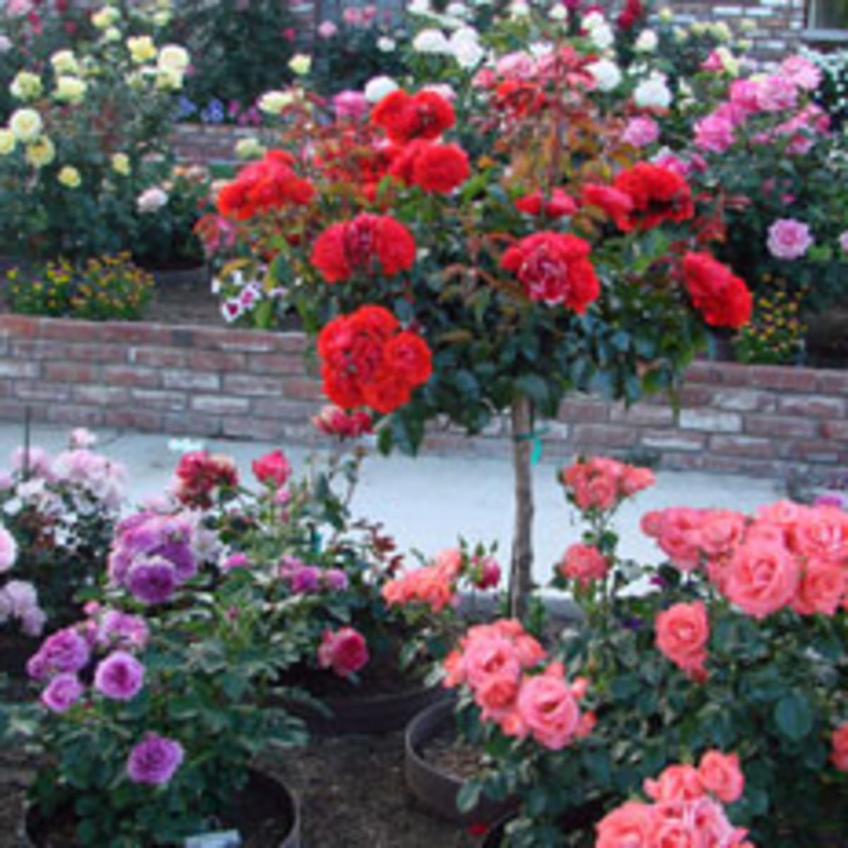 Fantastic floribunda roses