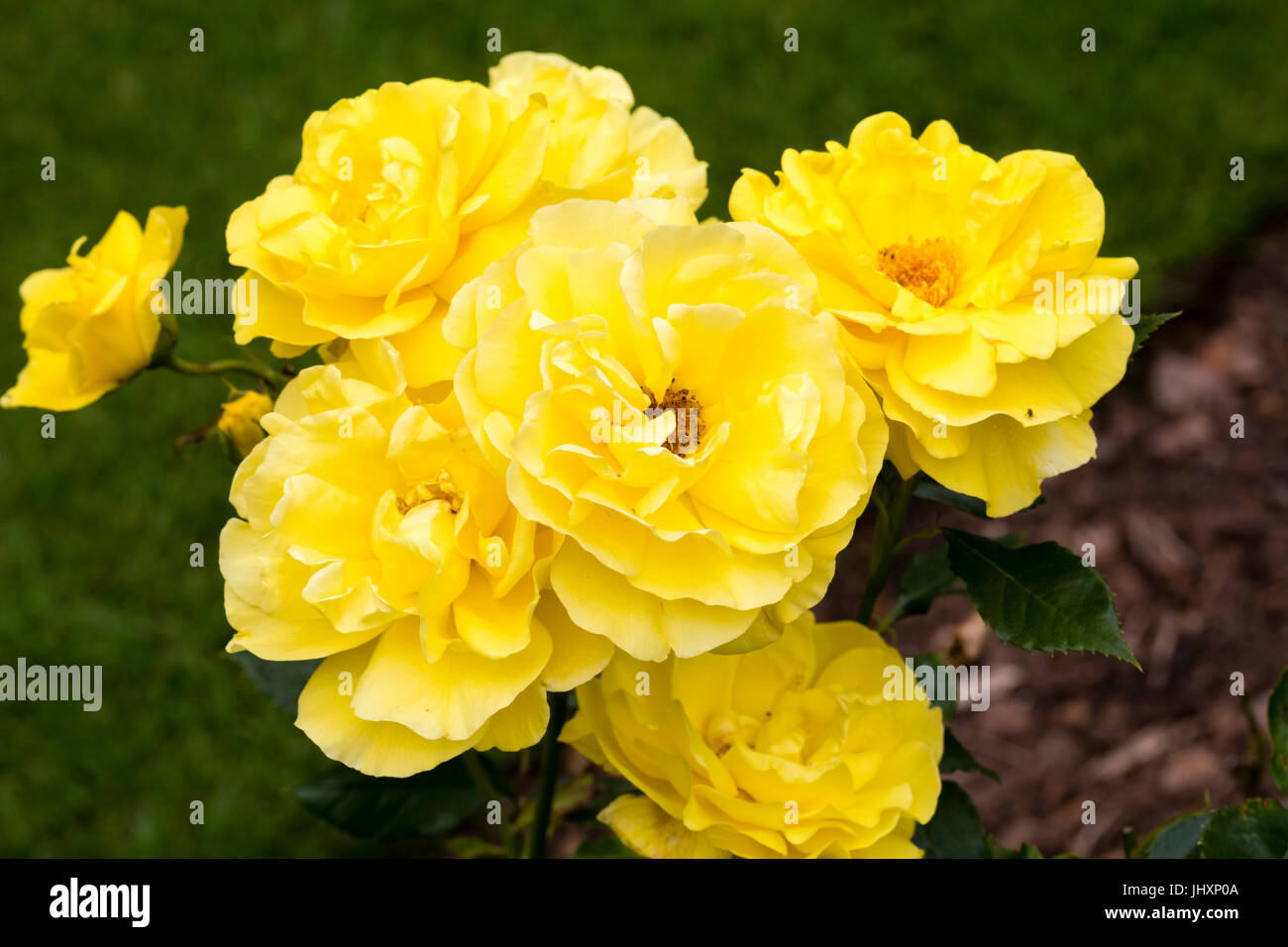 Floribunda rose hi