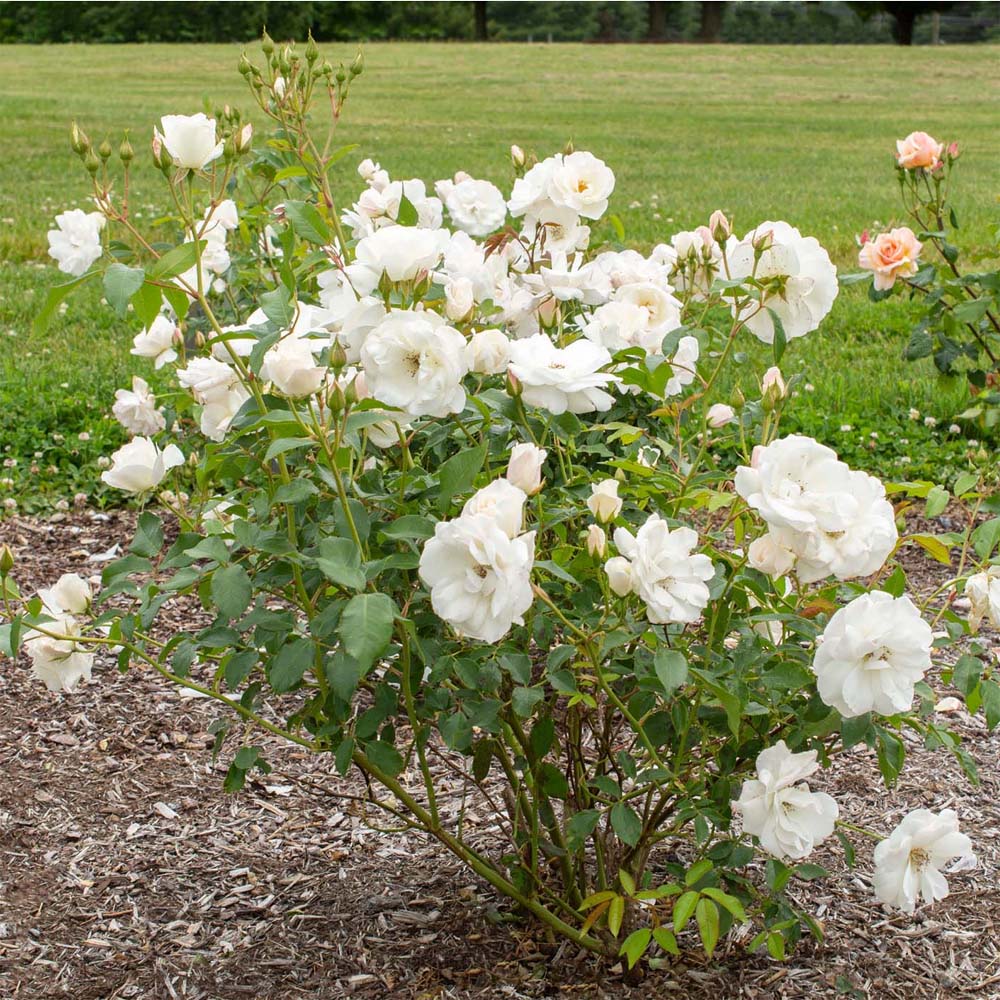 Rose iceberg floribunda rose