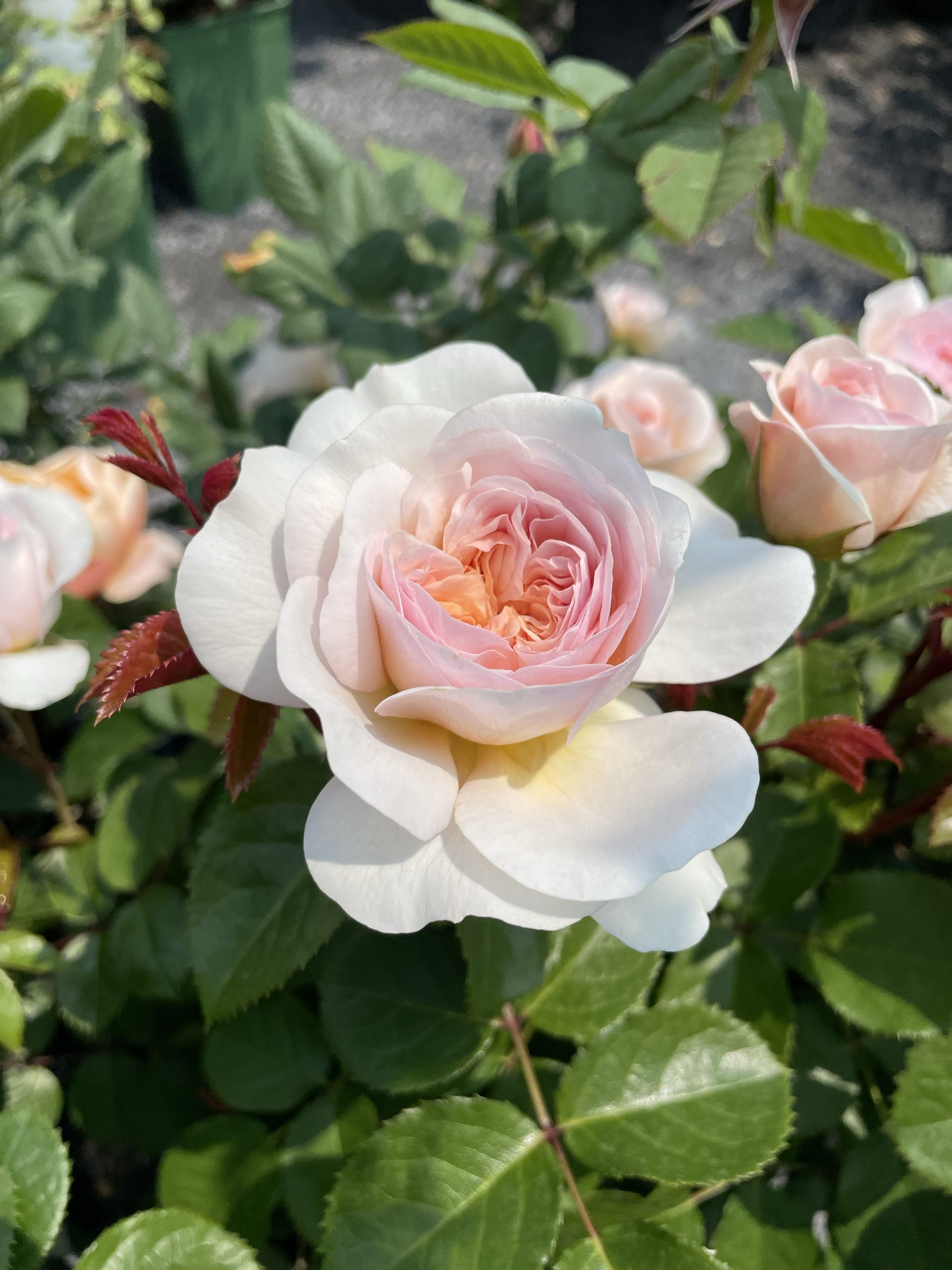 Rose types their differences faddegons nursery inc