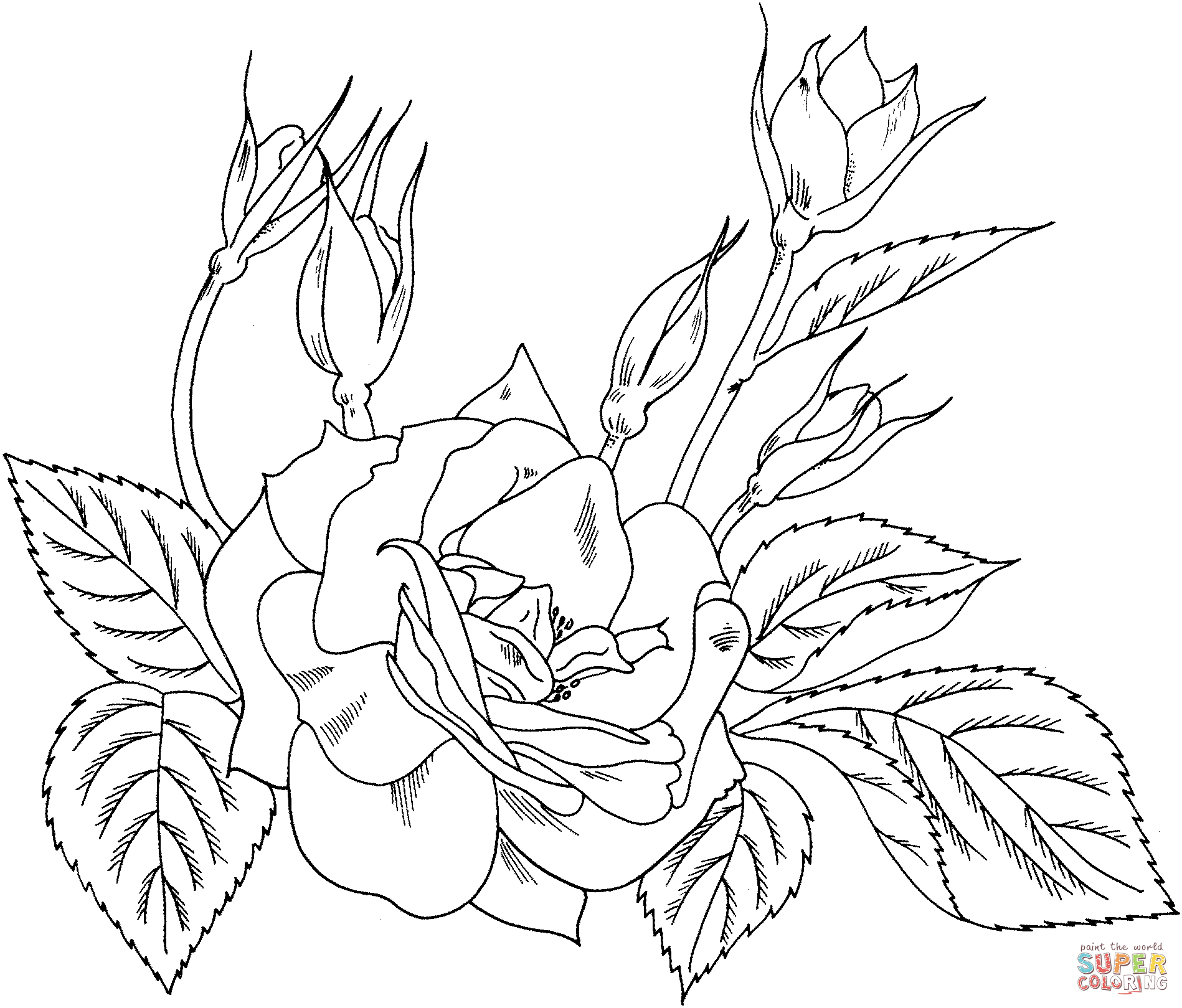 Charisma yellow red floribunda rose coloring page free printable coloring pages