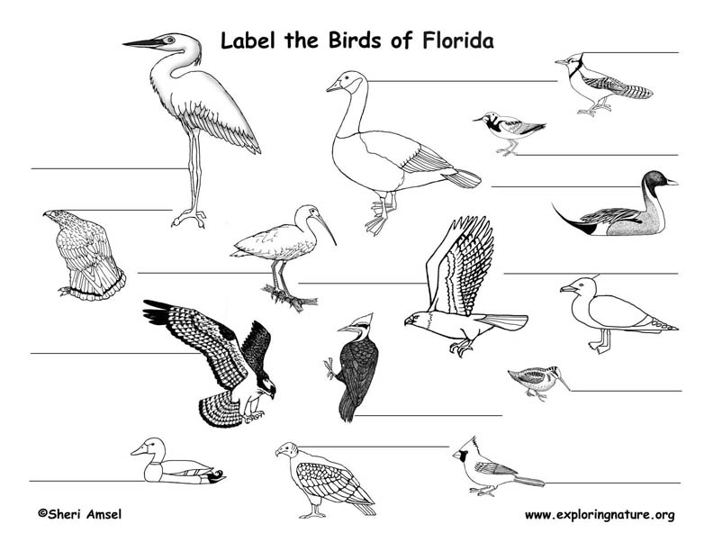 Florida habitats mammals birds amphibians reptiles