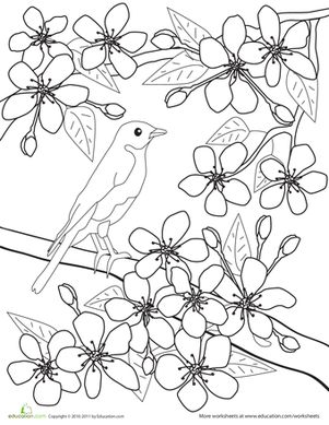 Color the flowers cherry blossoms worksheet education spring coloring sheets flower coloring pages spring coloring pages