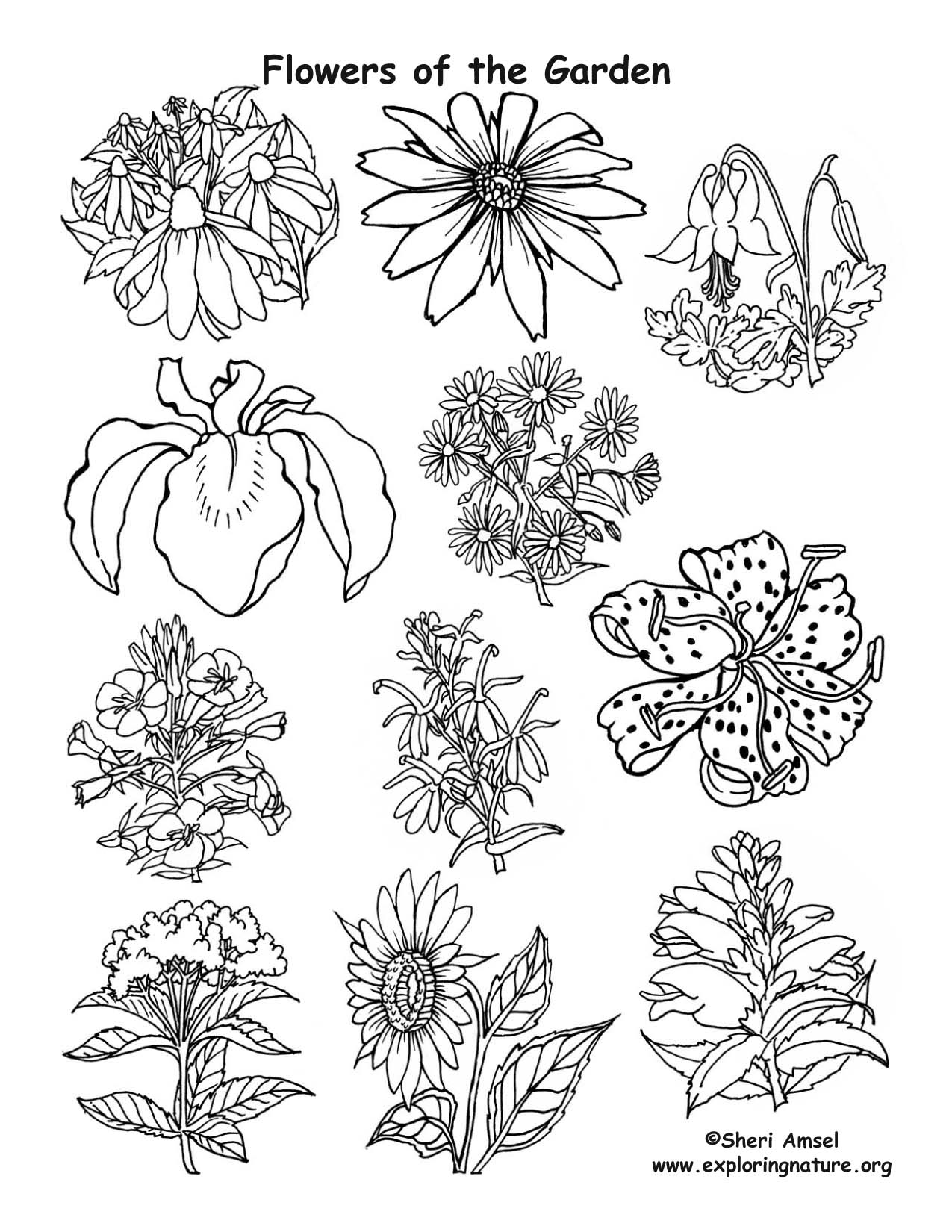 Flowers of the garden coloring page